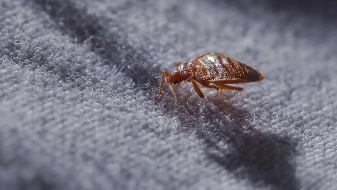Total Exterminating Services