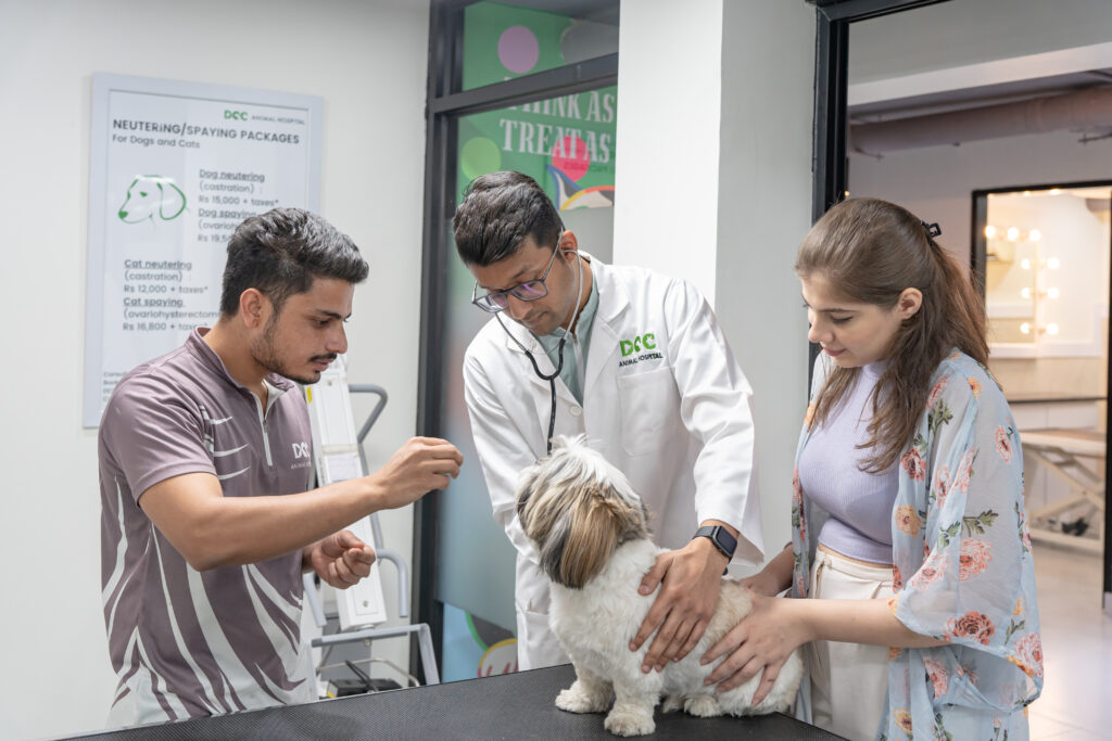 Exploring the Comprehensive Services at DCC Animal Hospital