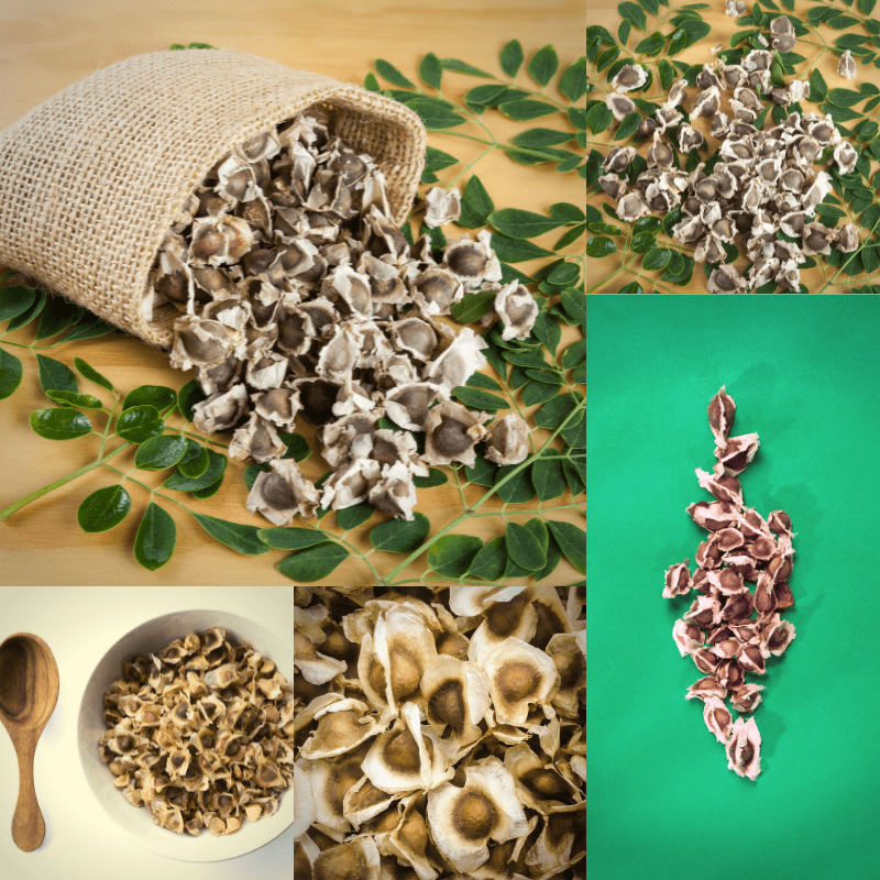 Top 12 Ways Moringa Seeds Can Boost Your Immunity