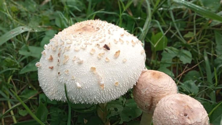 False Parasol Mushroom: Identification & Toxicity Guide