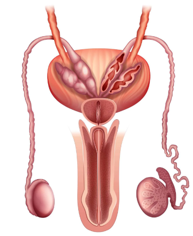 The PESA and TESE: Sperm Retrieval Techniques