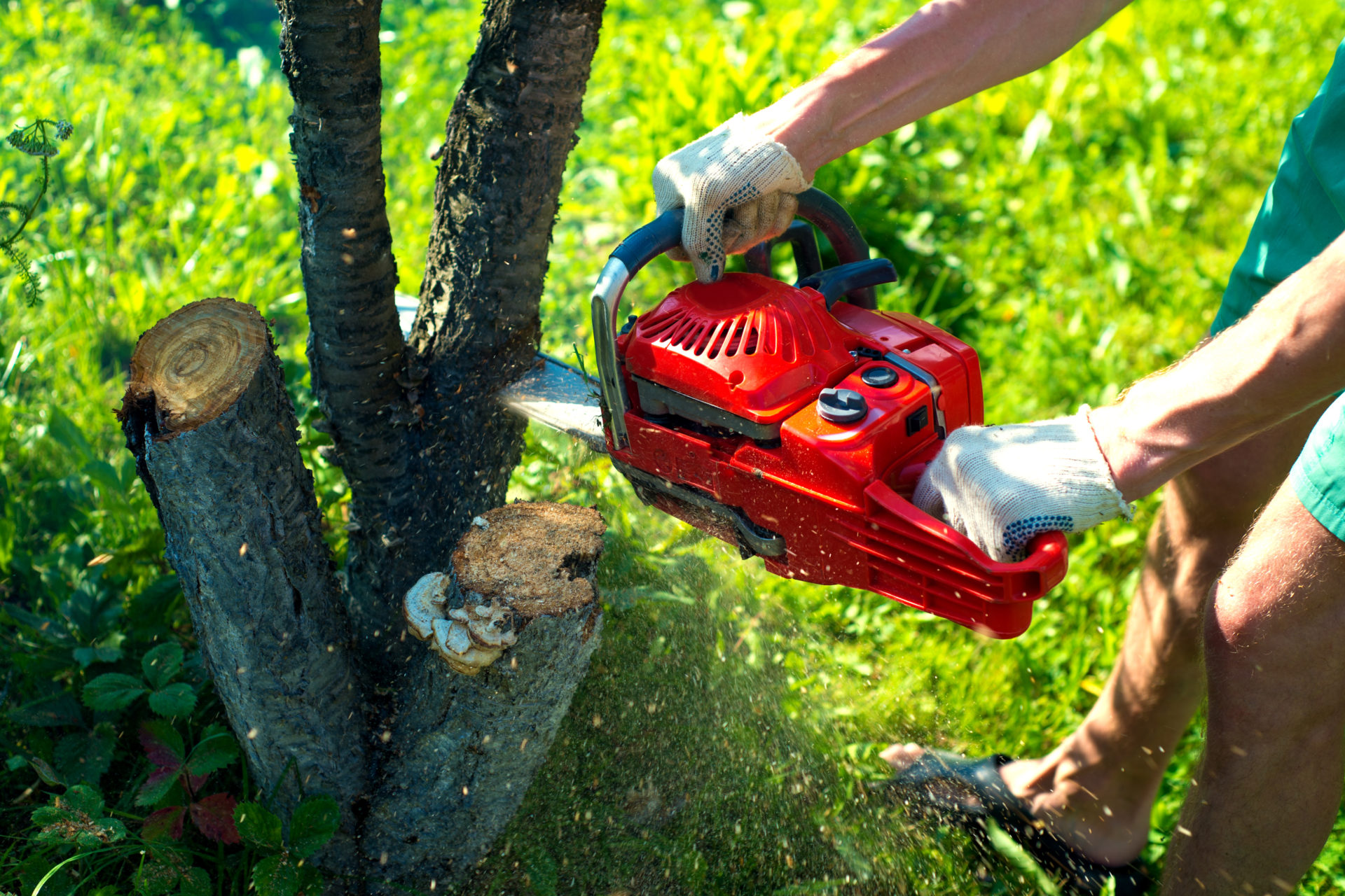 Why Is Brush Removal Important for Your Yard?