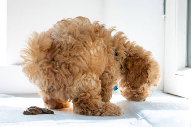 Dog Potty Training: A Comprehensive Guide to Success