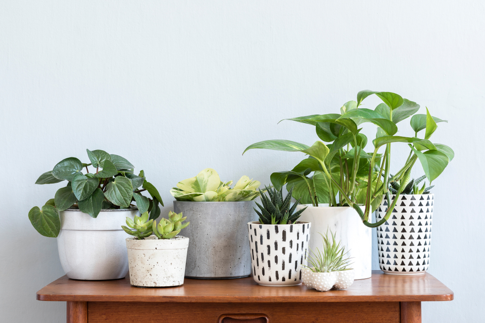 Enhance Your Home with Indoor House Plants & Trees for Sale