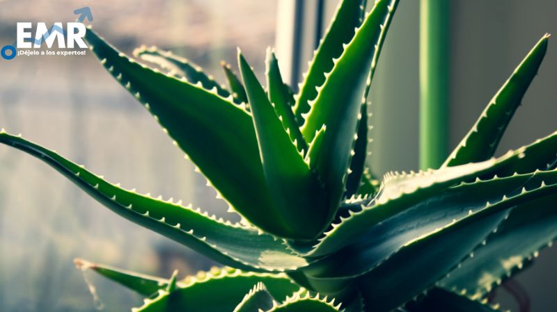 Crecimiento del Mercado Global de Aloe Vera hasta 2032