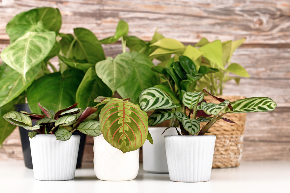 Rare Exotic Plants for Sale in the USA | Starlight Nursery