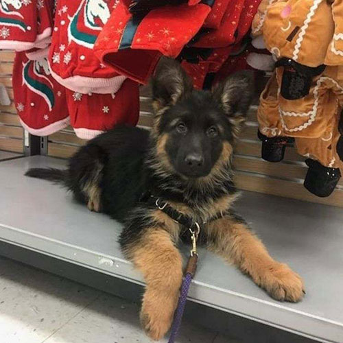 Purebred German Shepherd Dogs for Sale – Loyal and Trained Pets