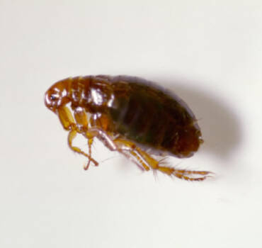 What Are the Best Methods for Bed Bug Control Kitchener?