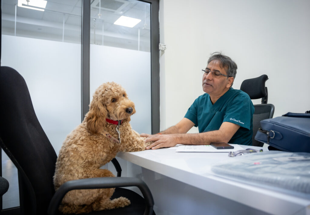 Why Spaying and Neutering Are Important