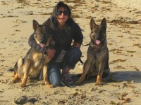 AKC-Registered German Shepherd Puppies – Find Your Perfect Companion