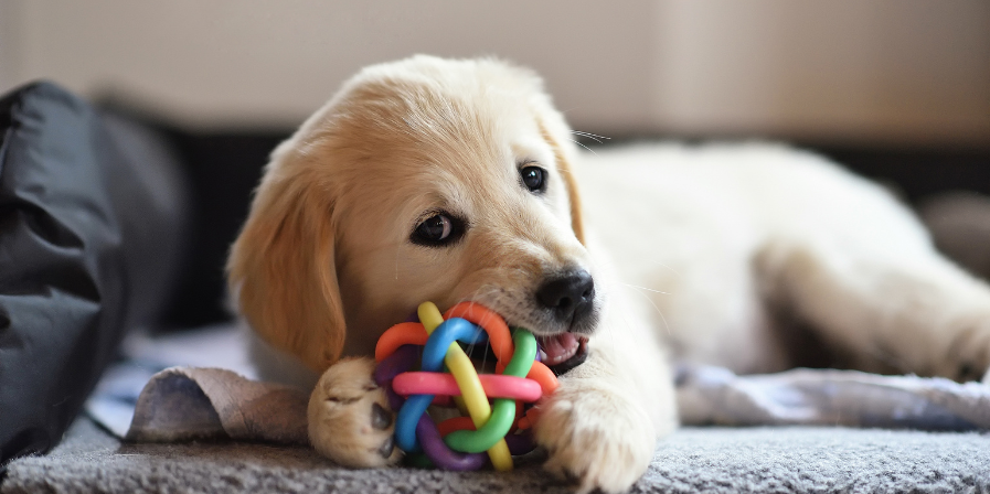 Understanding Common Pet Health Issues