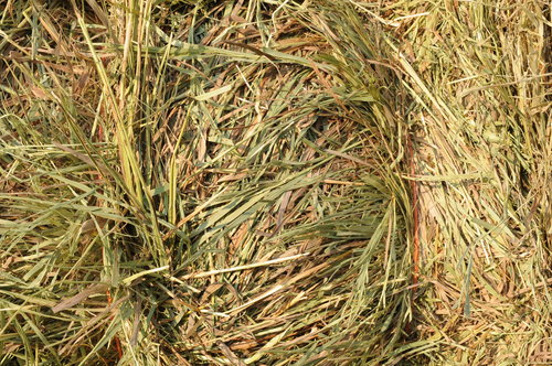 Best Hay Stacks for Sale | Buy Hay Bales Online | Hay Bales