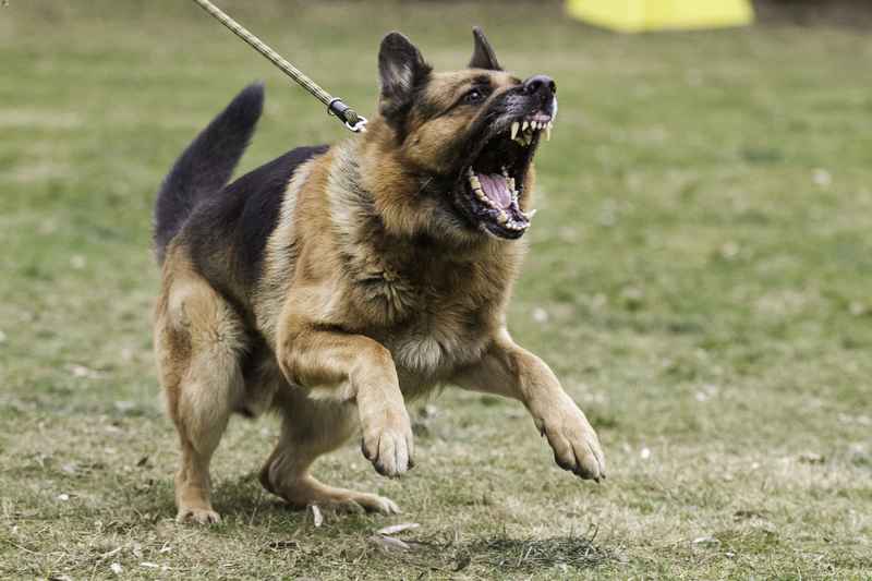 5 Best Techniques for Aggressive Dog Rehabilitation