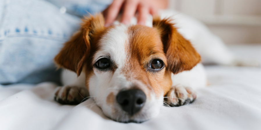 Recognizing and Managing Pet Anxiety