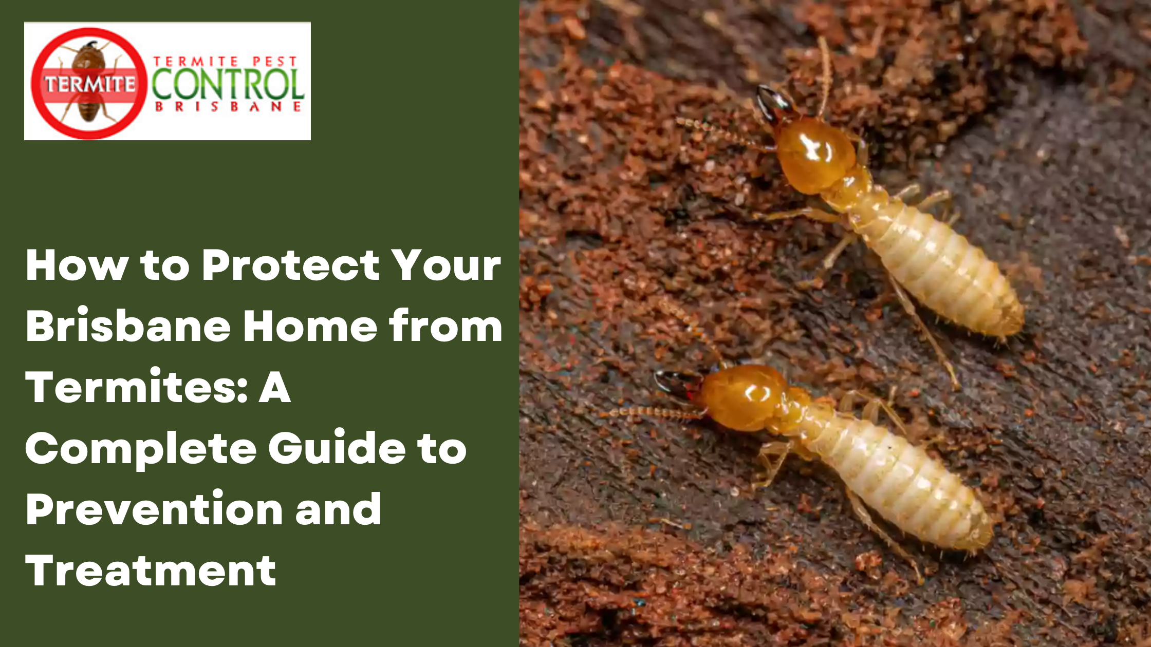 How to Protect Your Brisbane Home from Termites: A Complete