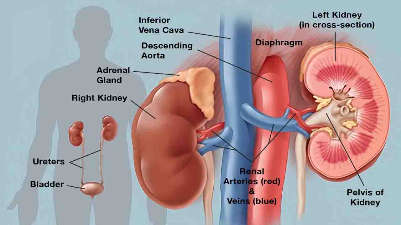 Kidney Panel: A Comprehensive Guide
