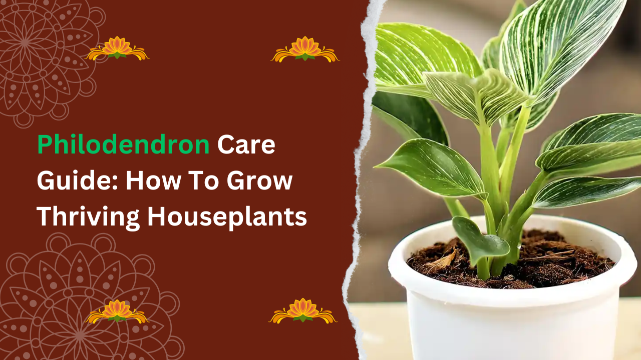 Philodendron Care Guide: How To Grow Thriving Houseplants