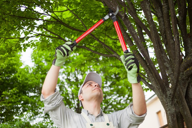 Expert Tree Care Services: Ensuring Healthy and Safe Landsca