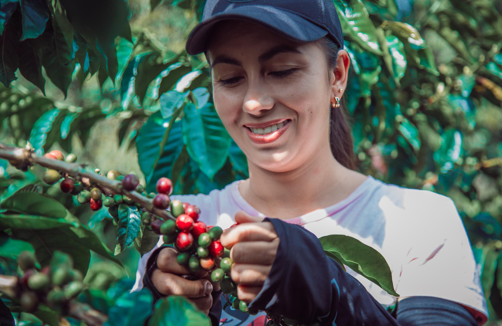 TOP 5 brands of decaffeinated coffee beans