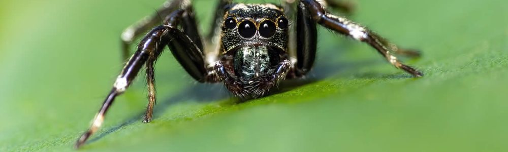 How many eyes does a spider have?