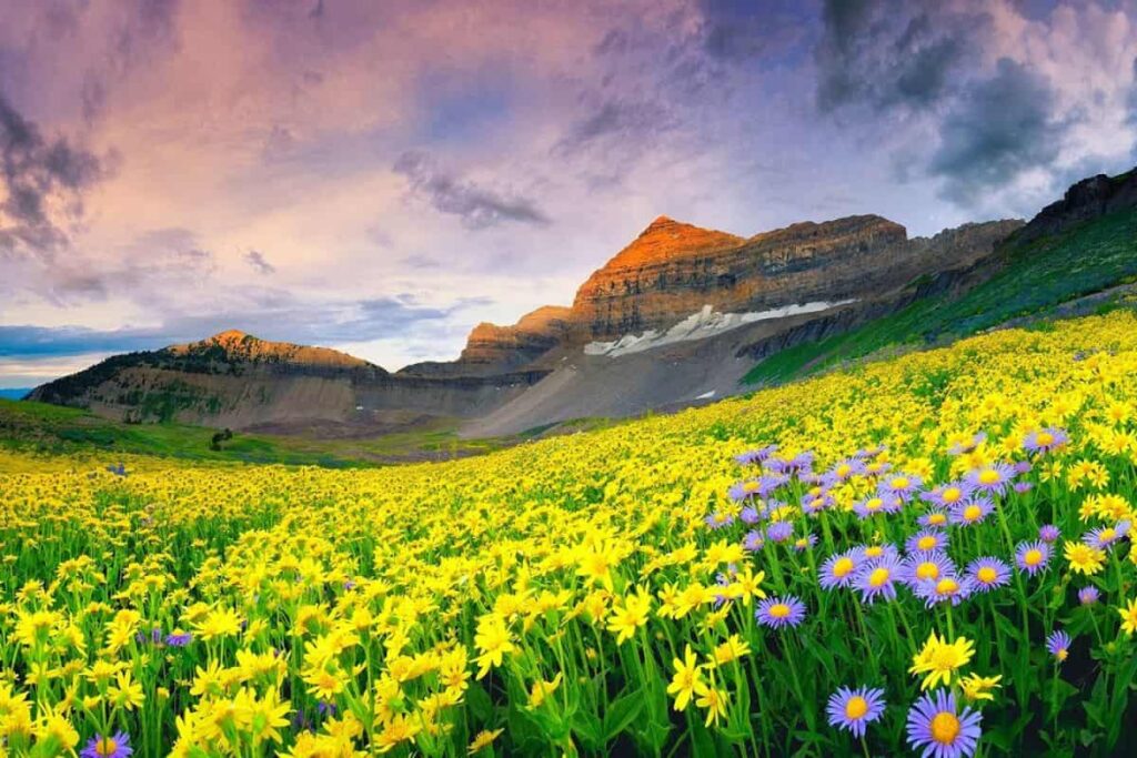 Valley of Flowers Trek in Uttarakhand 2025 – Best Monsoon