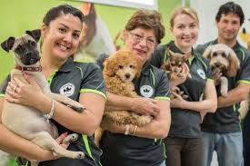 The Ultimate Guide to Choosing a Dog Boarding Facility