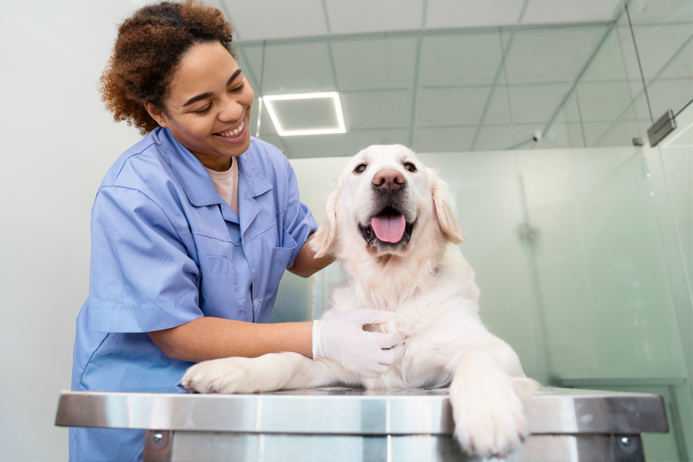 Comprehensive Pet Care at Your Trusted Pet Veterinary Clinic