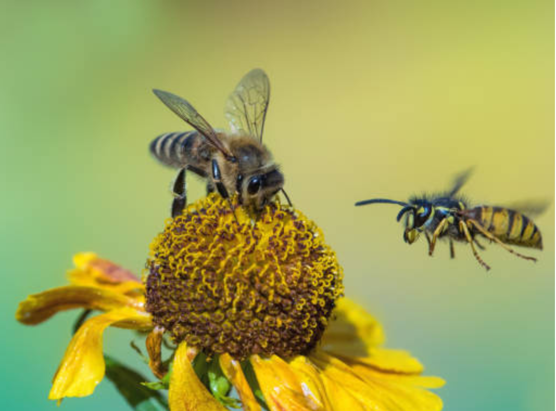 Bee vs. Wasp: How to Tell the Difference and What to Do