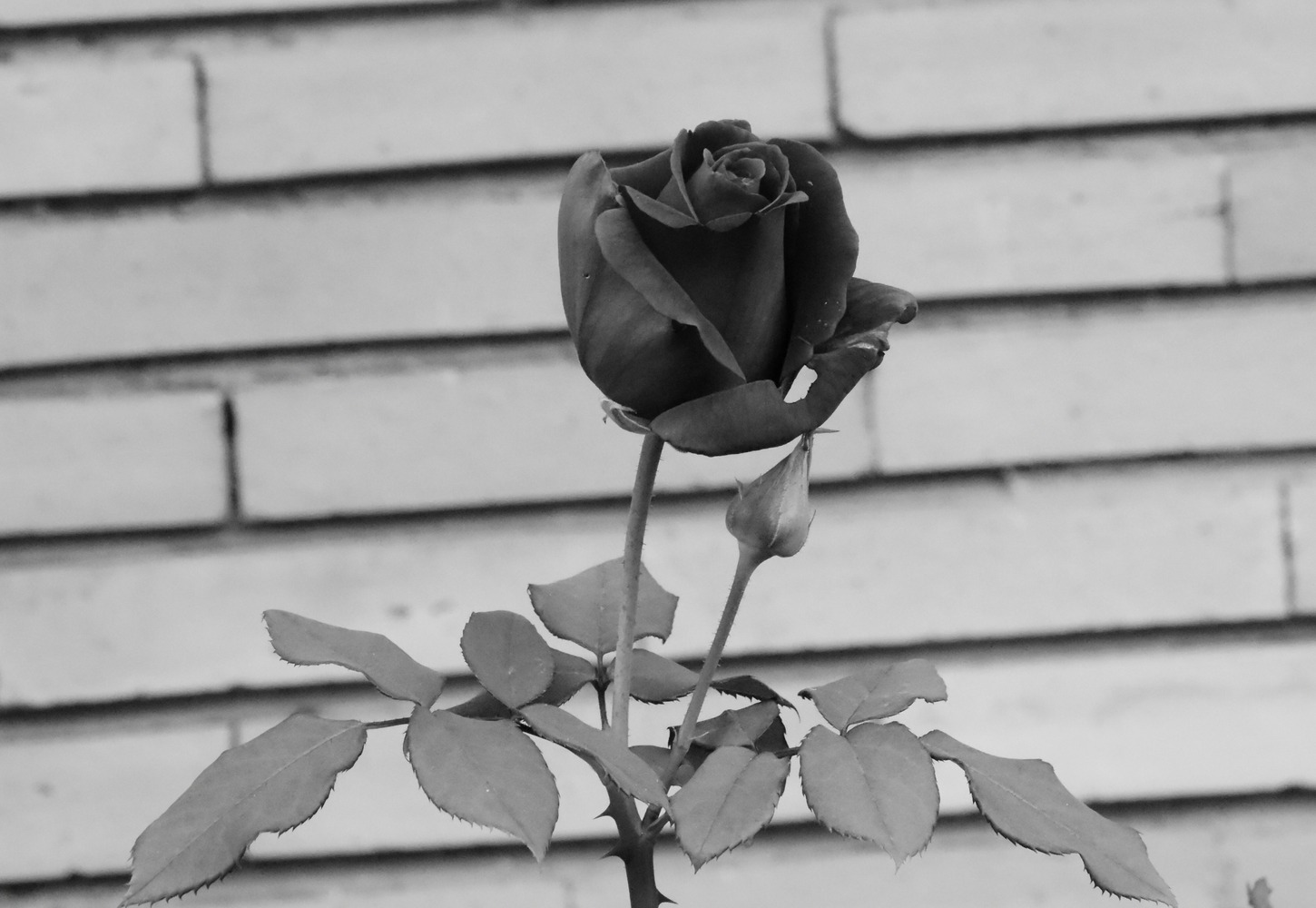 The Symbolism and Elegance of Black Roses and Lily Bouquets