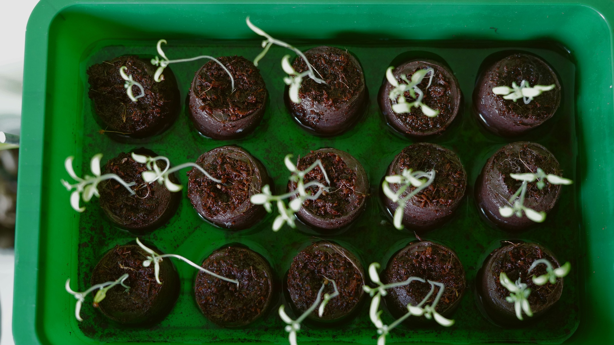 The Elegance of Chocolate Flower Bouquets