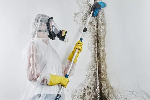 How to Handle Mold Damage Restoration Safely and Effectively