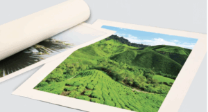 Rolled Canvas Print