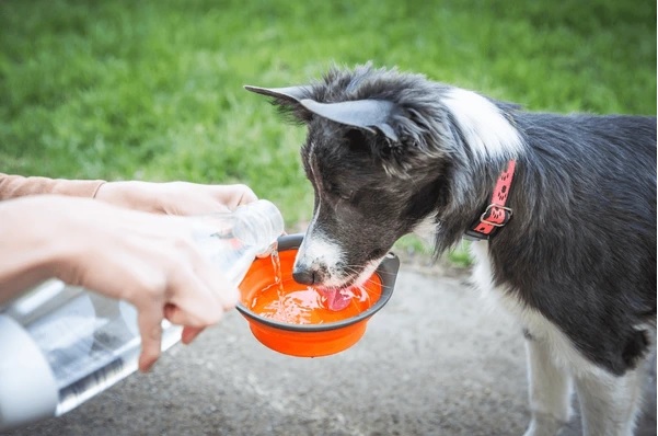 Top Travel Bowls and Water Bottles Pets Will Love