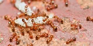 Eco-Friendly Ant Control Options Available in Georgetown