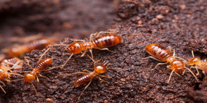 How Long Can a Home Stand Against Termites?