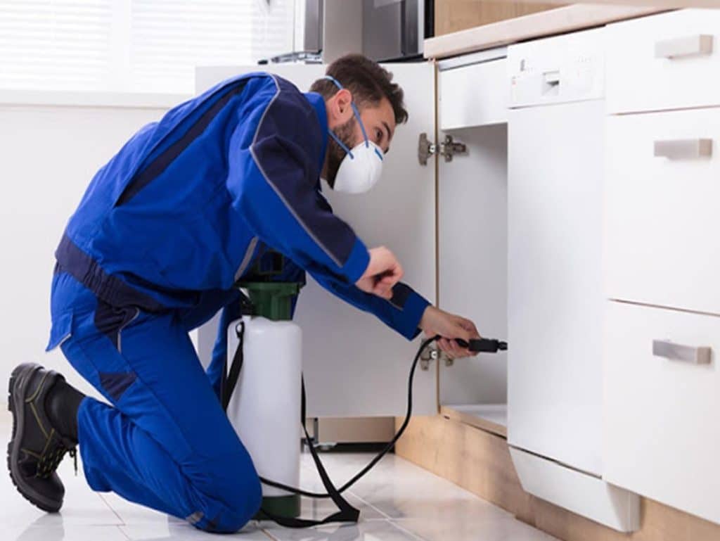 Pest Control Services in Lahore | Termite Treatment Services