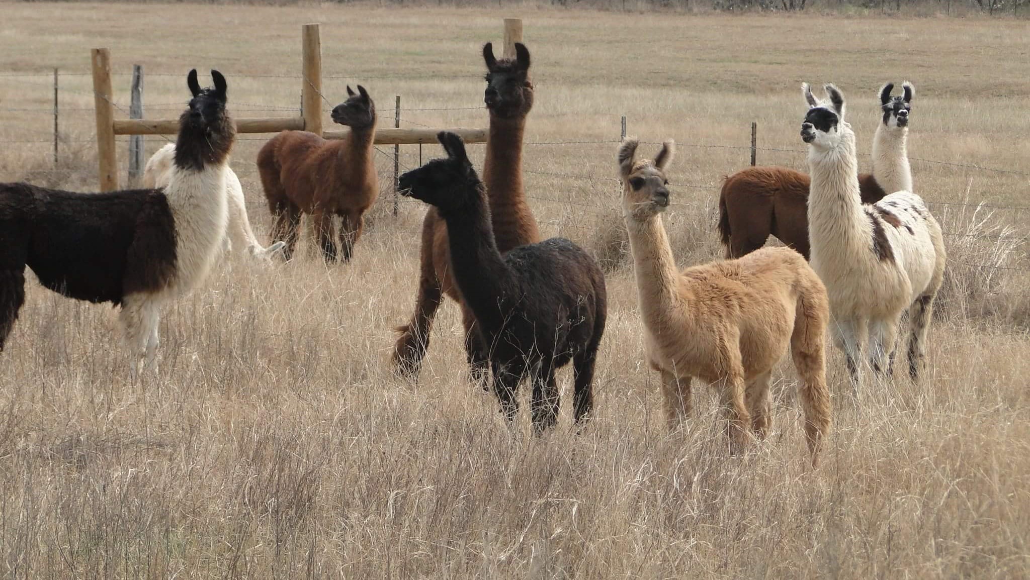 Personalized Farm Fun: What Makes Our Llama Tours So Special