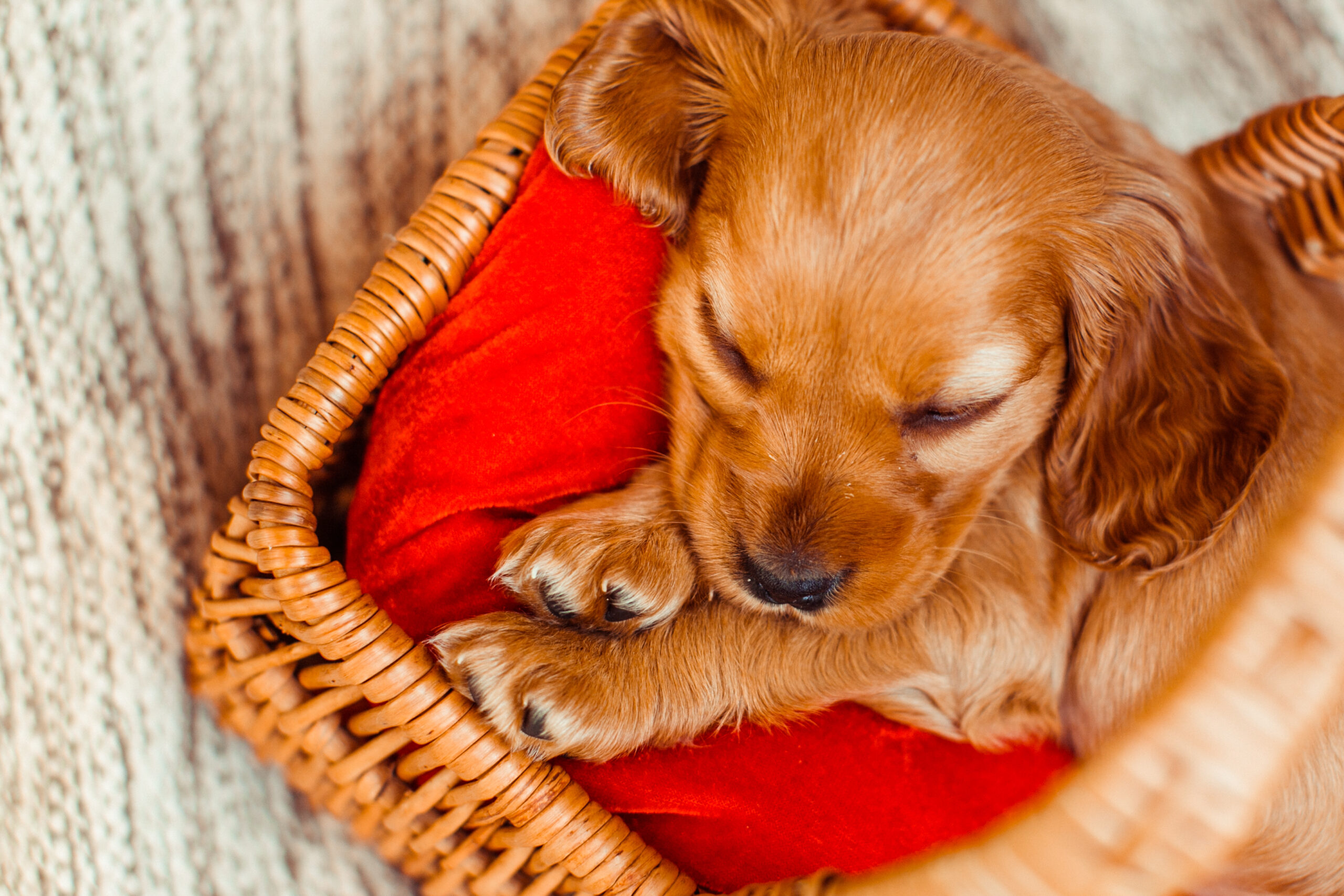 Cozy Fleece Dog Bed for Golden Retrievers – Soft & C