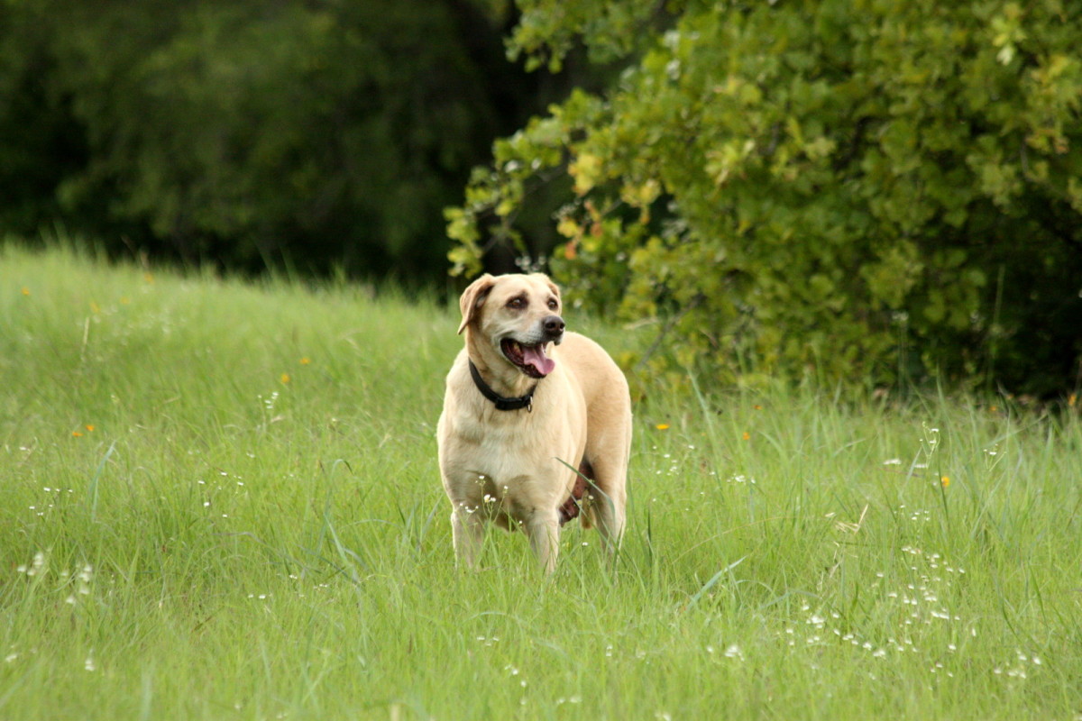 Essential Gear for Every Dog Owner: Muzzles, tactical dog