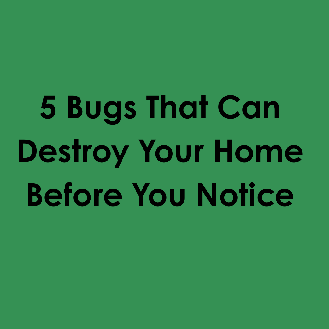 5 Bugs That Can Destroy Your Home Before You Notice